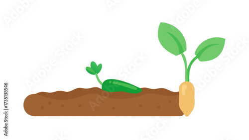 Illustration of vegetable garden with carrots and sprouts growing in soil for agriculture concept