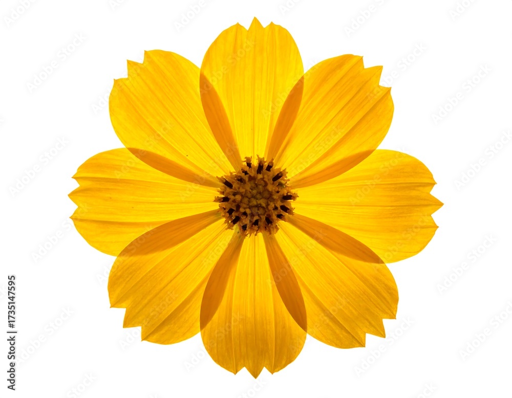 Obraz premium Vibrant yellow flower, detailed close-up