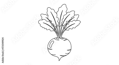Simple Black and White Beetroot Drawing.