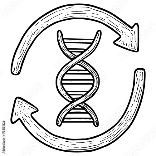 DNA Cycle Arrows