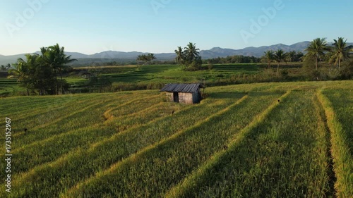 Aerial orbit drone shot of a small wooden hut surrounded by lush rice fields and palm trees in rural Indonesia with mountain landscape in the background.
