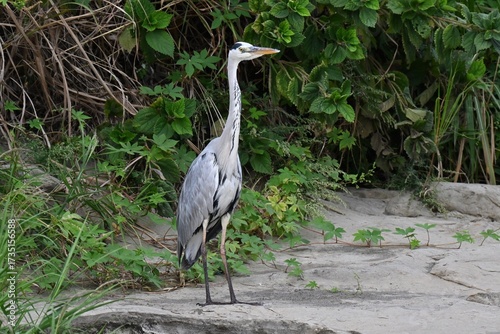 Wallpaper Mural A Grey Heron in the river.Chordata Abes Pelecaniformes Ardea Wild bird.It ambushes and preys on fish near water such as rivers. Torontodigital.ca