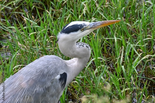 Wallpaper Mural A Grey Heron in the river.Chordata Abes Pelecaniformes Ardea Wild bird.It ambushes and preys on fish near water such as rivers. Torontodigital.ca