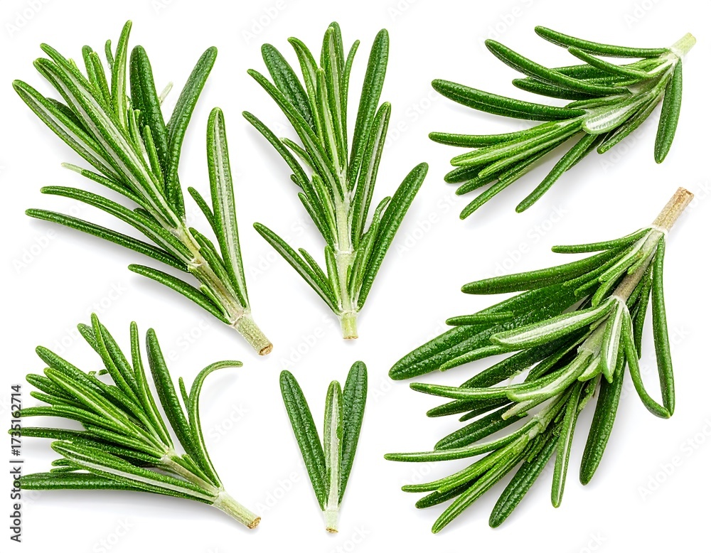 Fototapeta premium Fresh rosemary sprigs arranged on white background