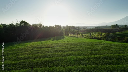 Drone footage showcasing layered rice terraces in the countryside with a scenic mountain in the background. The early morning light highlights the vibrant green fields, tropical trees, and rural lands