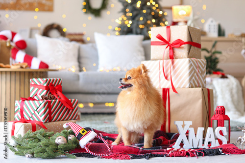 Cute Pomeranian dog with gi...