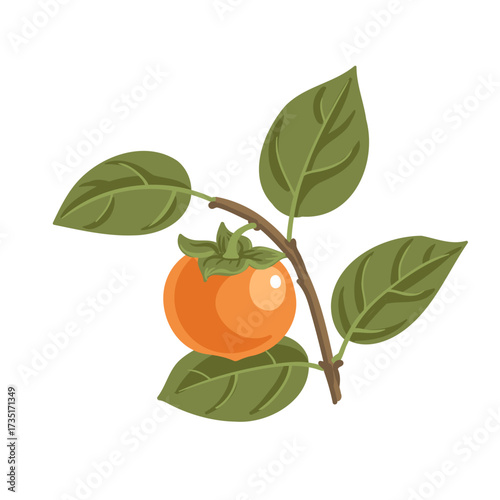 vector drawing Chinese persimmon tree branch with orange fruit and green leaves, Diospyros kaki isolated at white background, hand drawn illustration