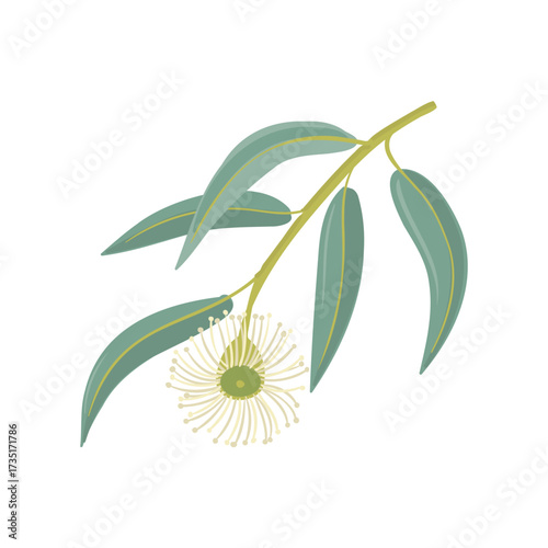 vector drawing Eucalyptus, gum tree branch with flower and green leaves isolated at white background, hand drawn illustration