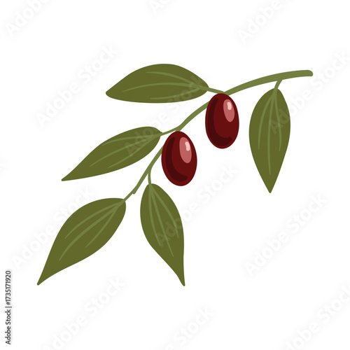vector drawing Ziziphus mauritiana tree branch with berries and green leaves isolated at white background, hand drawn illustration