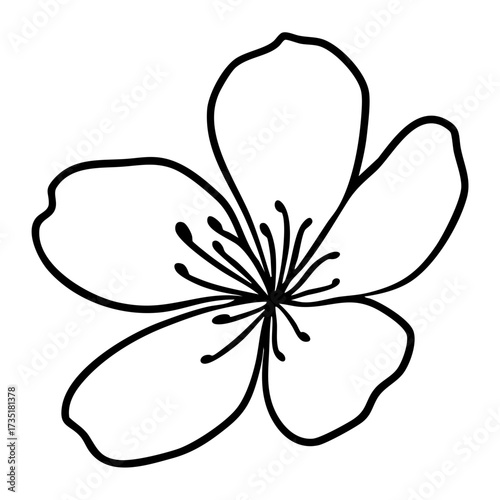 Cherry Blossom Flower Illustration