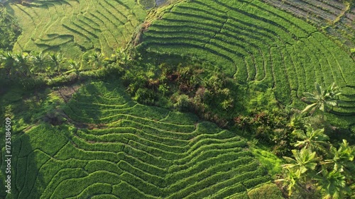 Cinematic aerial video of rice terraces captured in the morning light. The drone footage shows layered fields with vibrant green tones, tropical palm trees, and soft shadows.