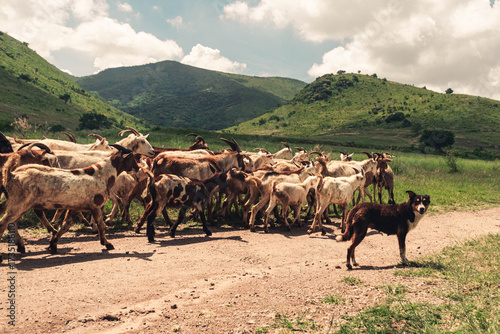 cabras