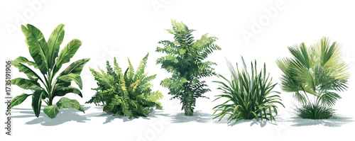 Collection of Diverse Tropical and Subtropical Plant Varieties in Watercolor Style Rendering on White Background