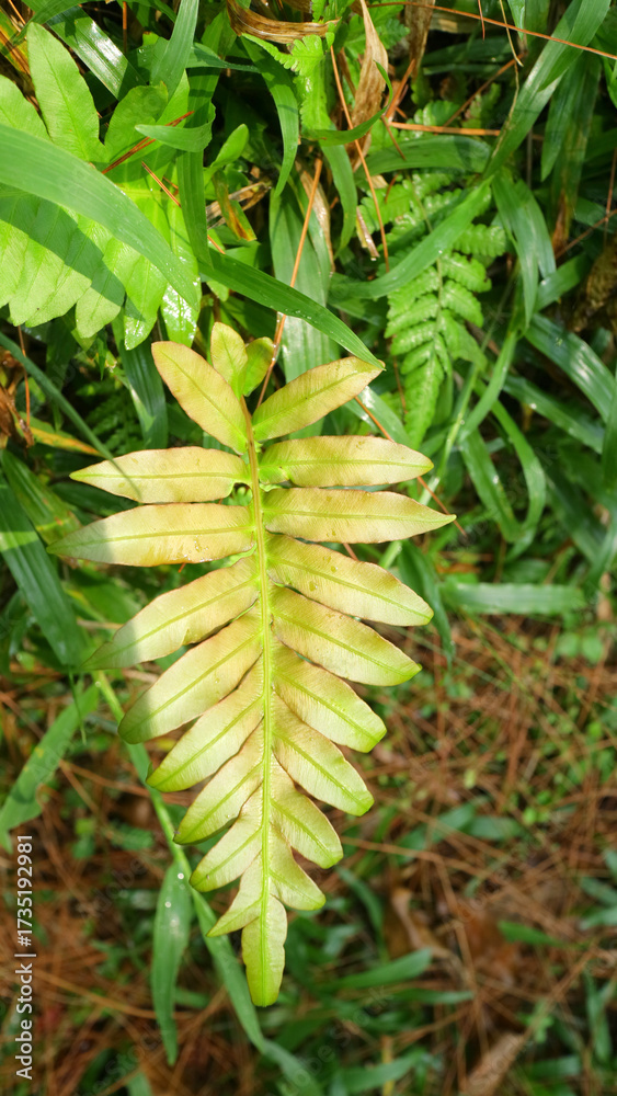 Obraz premium Fern Leaf Close Up in Lush Foliage