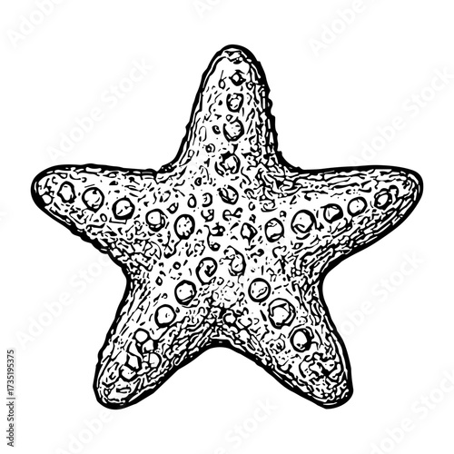 Bumpy Starfish 3