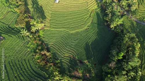 Cinematic aerial video of rice terraces captured in the morning light. The drone footage shows layered fields with vibrant green tones, tropical palm trees, and soft shadows.