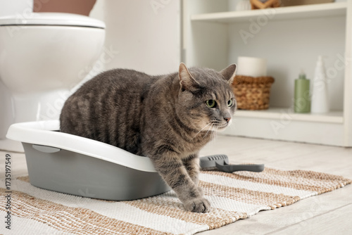 Cute cat using litter box in restroom