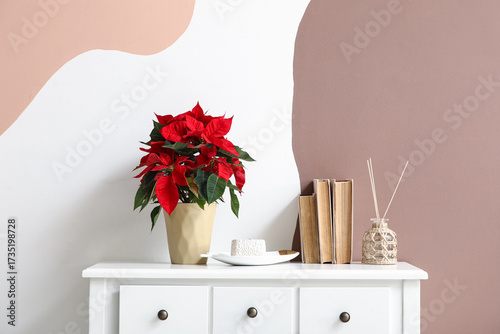 Christmas plant poinsettia ...