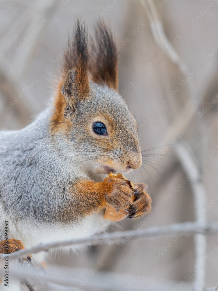 Fototapeta premium The squirrel with nut sits on tree in the winter or late autumn