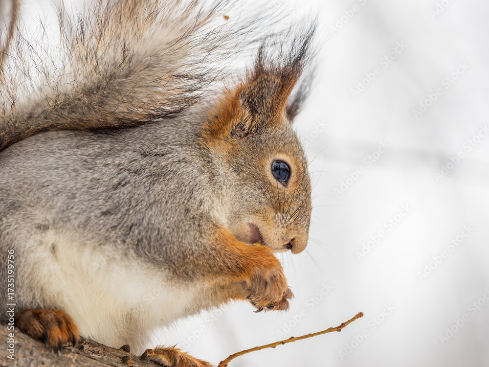 Fototapeta premium The squirrel with nut sits on tree in the winter or late autumn