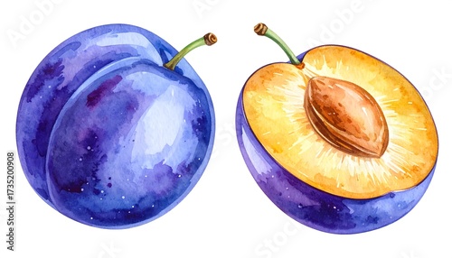 Watercolor illustration of vibrant plums, whole and sliced, on white backdrop