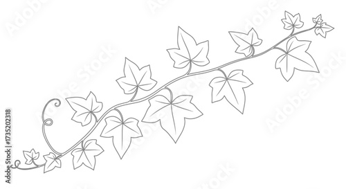 Elegant line art illustration of an ivy branch with detailed leaf outlines and delicate vine