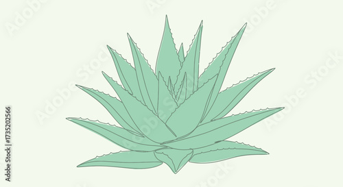 Stylized aloe vera plant illustration with spiky leaves and a minimalist design