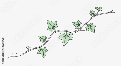 Elegant hand-drawn ivy vine illustration featuring delicate green leaves and graceful tendrils