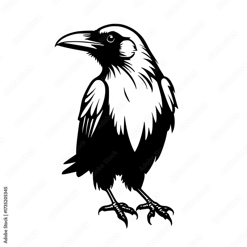 Fototapeta premium black and white bird on a branch