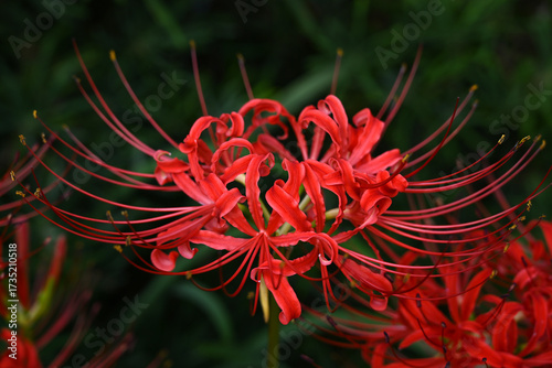 美しい彼岸花の華の景色