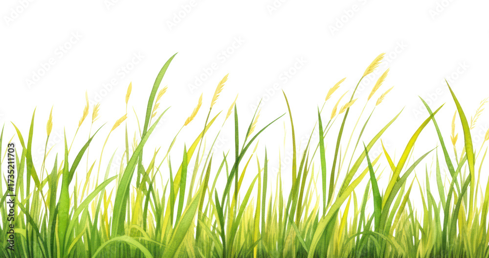 Fototapeta premium PNG Grass border outdoors nature plant.