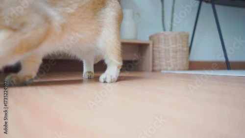 pet care concept with play and happy feeling with british cat in living room 