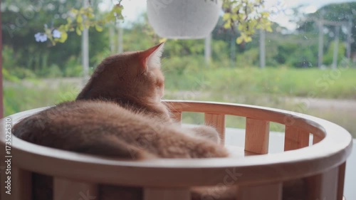 pet care concept with play and happy feeling with british cat in living room 