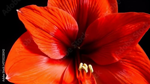 Close up of a vibrant red Amaryllis flower blooming against a dark background.