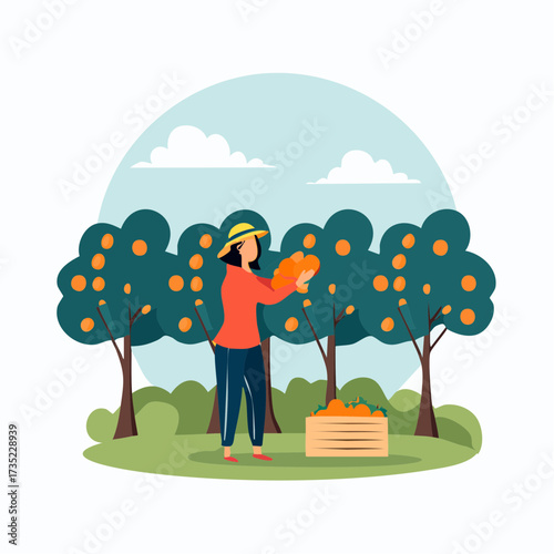 Woman harvesting oranges in an orchard, placing the fruit into a crate, surrounded by trees and greenery under a blue sky.