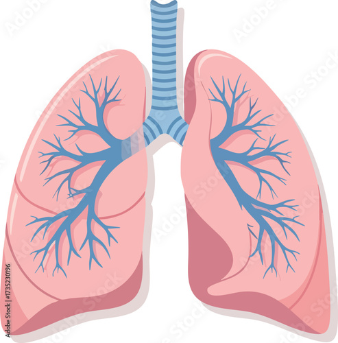 A colorful cartoonstyle image of lungs showing the trachea and bronchioles set against a white background