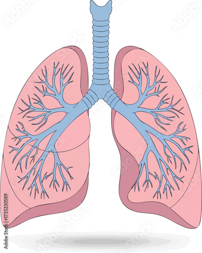 Anatomical illustration pink lungs with blue trachea and branching airways set against a white background