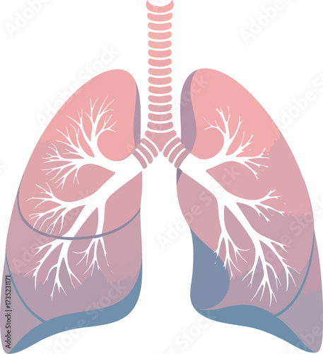 Illustration of human lungs showing the trachea and branching structure within the pink lung lobes