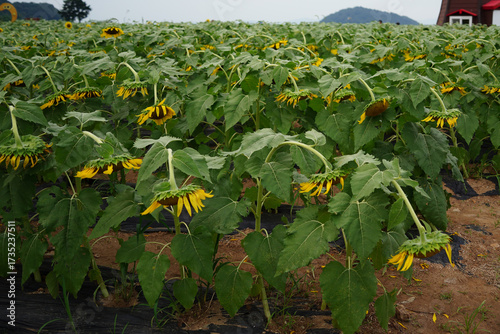 Konstfotografi Sunflowers Bowing in Heavy Rain