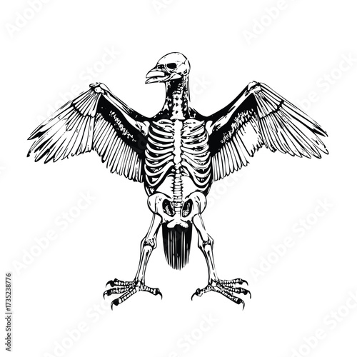Technical Anatomical Engraving of an Eagle with Wings Spread