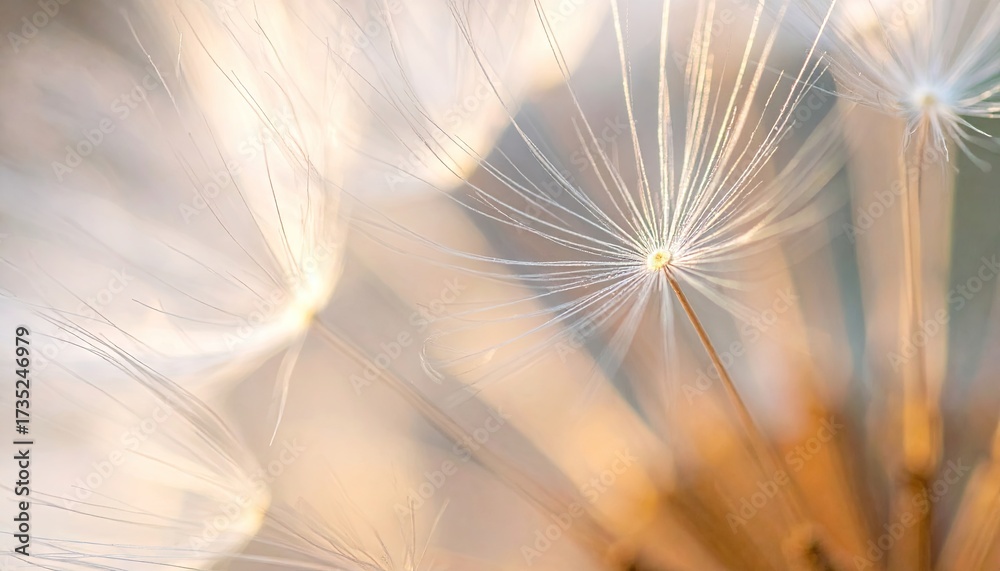 Naklejka premium Dandelion Seed Head Macro with Delicate White Fibers on Blurred Background