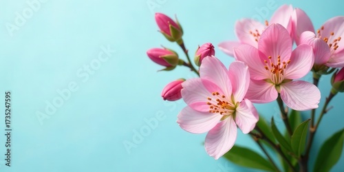 Delicate Pink Blossoms on a Light Blue Background, a Symbol of Springtime Freshness and Renewal