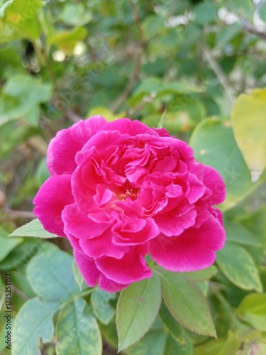Radiant Rose: A close-up shot showcases a vibrant pink rose in full bloom, its delicate petals layered in a captivating display of beauty. Surrounded by lush green foliage.
