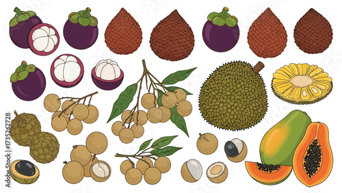 A vibrant collection of illustrated tropical fruits including mangosteen, longan, salak, jackfruit, and papaya.