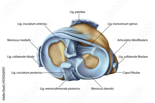The Knee structure Isolated vector illustration