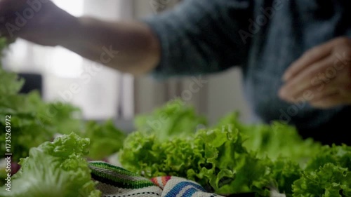 Close-up of human hands arranging fresh lettuce on a kitchen table. Concept of healthy food preparation, fresh ingredients, and homemade cooking.