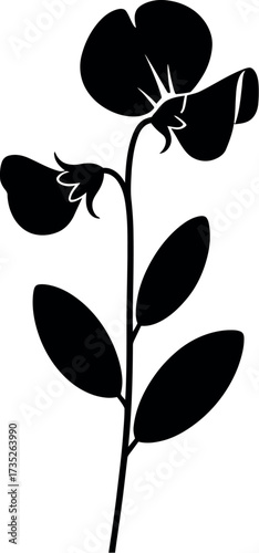 Black silhouette of a sweet pea flower plant