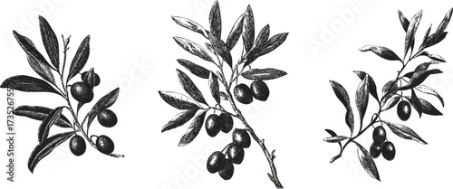 Stencil olive branches with fruits and leaves. Vintage botanical pen line art illustration.