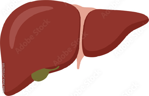  Human Liver Anatomy Vector Illustration with Gallbladder and Internal Organs