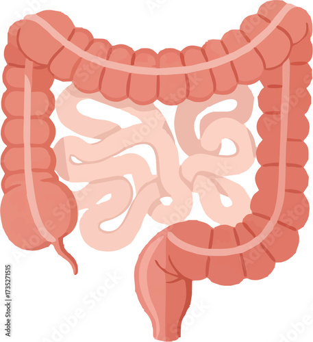 Human Intestines Anatomy Vector Illustration Large and Small Bowel